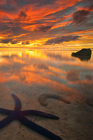 Starfish Sunlight