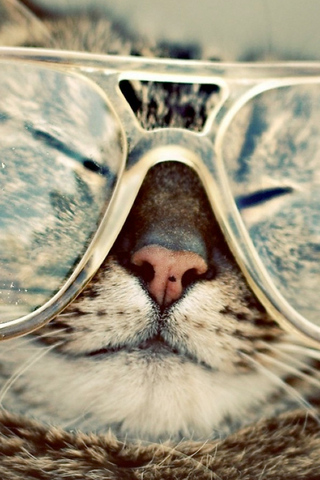 Cool Cat