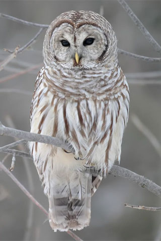 Owl