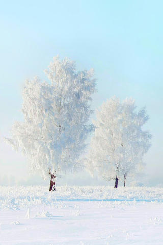 Frozen Landscape