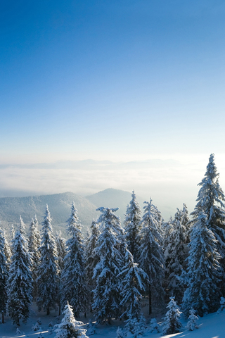 Winter Trees