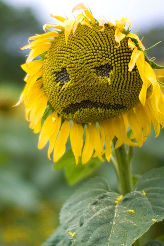 Sad Sunflower