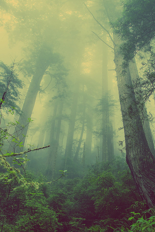 Fog Forest