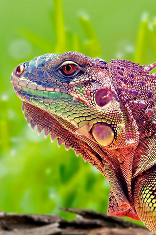 Rainbow Lizard