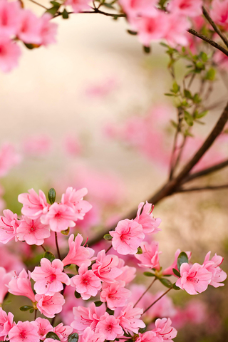 Spring Flowers