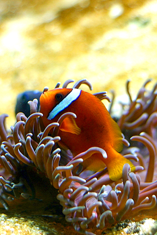 Clown Fish