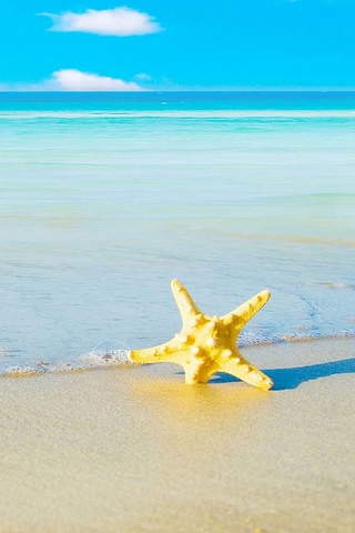 Starfish