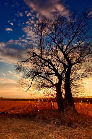 Silhouette Tree