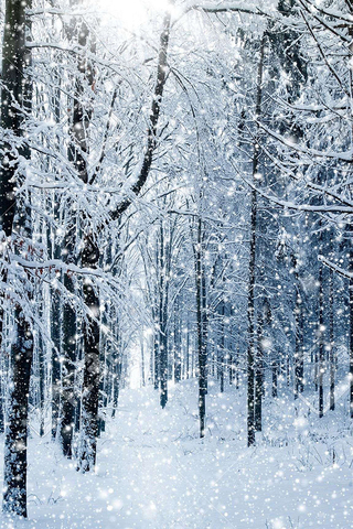 Winter Forest