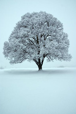 Winter Tree