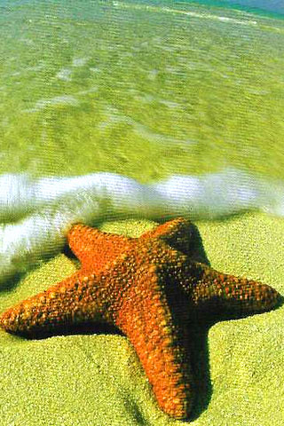 Starfish