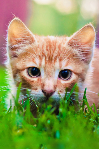 Kitten in Grass