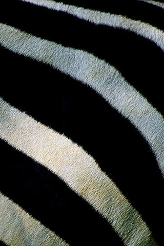 Zebra Stripes