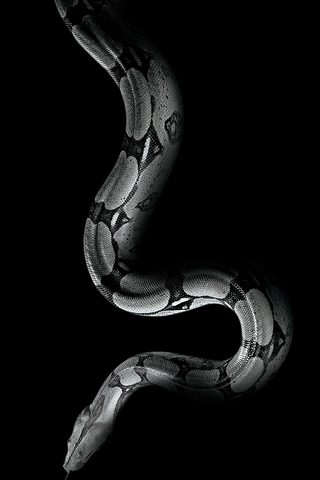 White Snake