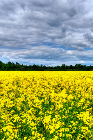 Field of Flowers