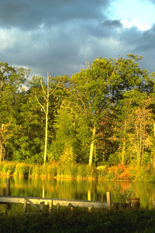 Forest View