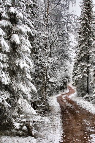 Pine Tree Snow