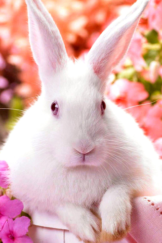 Cute Rabbit