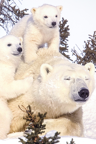 Polar Bear Family