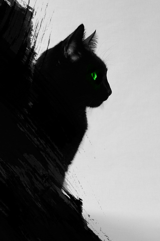 Black Cat