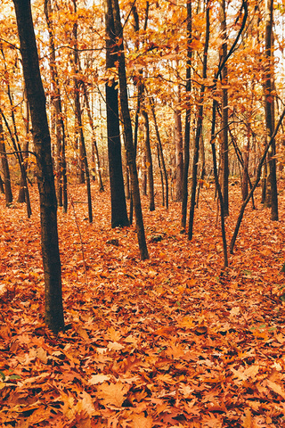 Autumn Forest