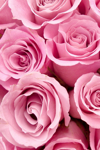 Pink Rose