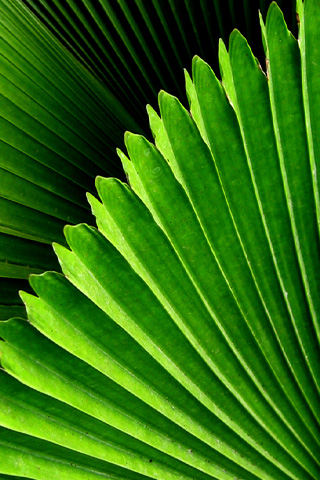 Closeup Leaves