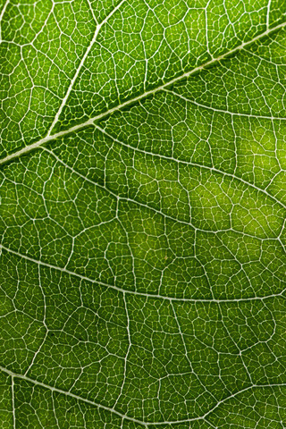 Green Leaf