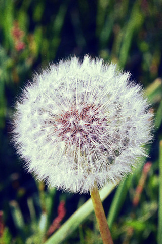 Dandelion