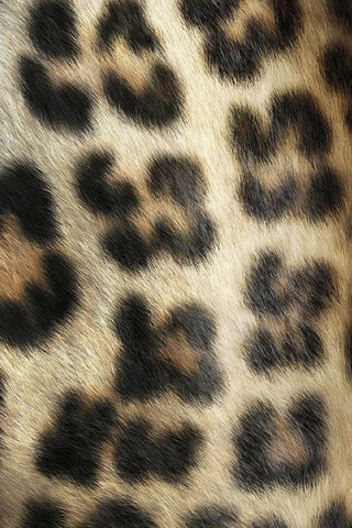 Leopard Skin