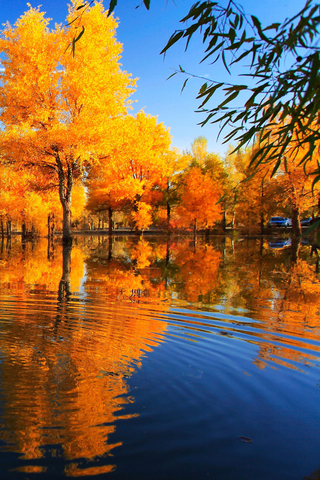 Fall Reflection