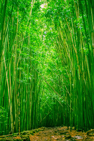 Bamboo Forest