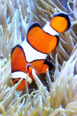 Clown Fish