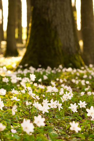 Flower Field