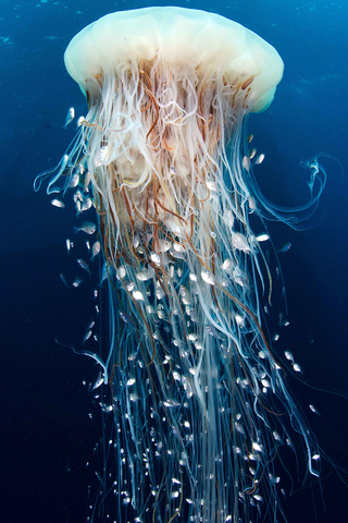 Jellyfish