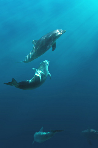 Dolphins