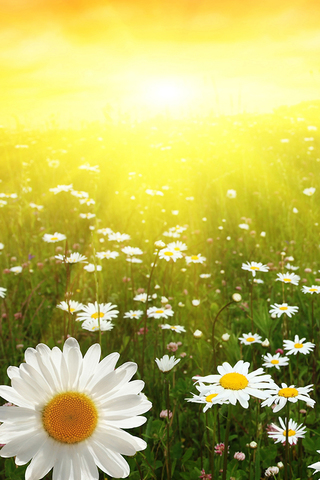 Daisies in Sunset