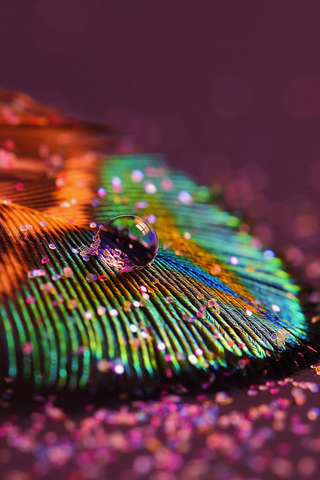 Colorful Feather