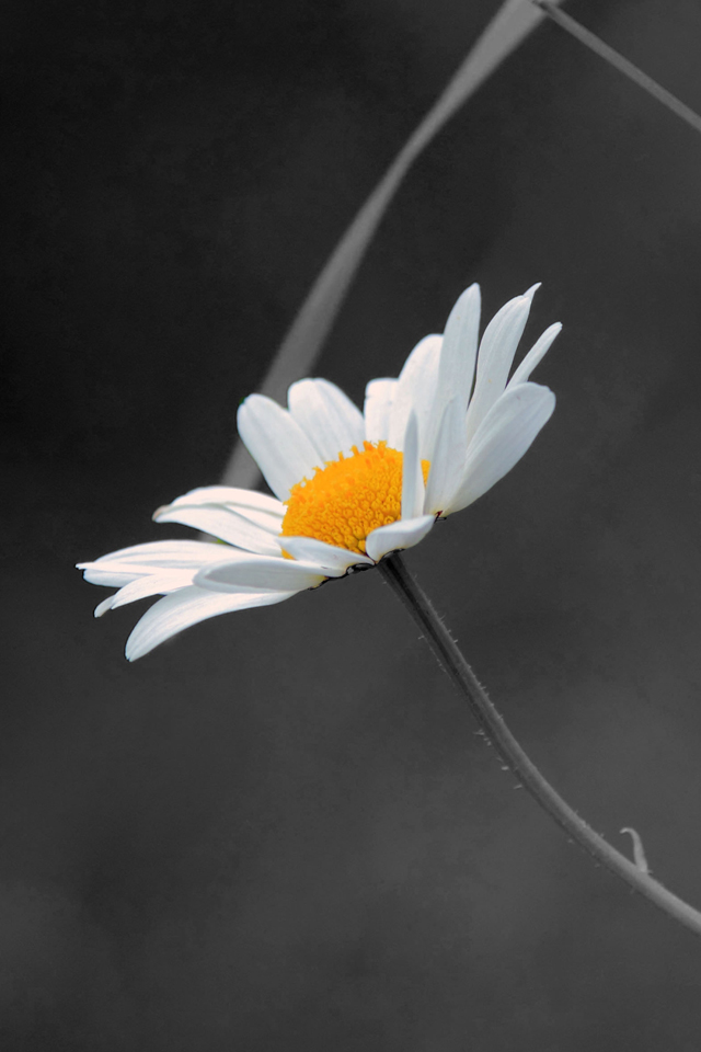 Pure Flower Wallpaper