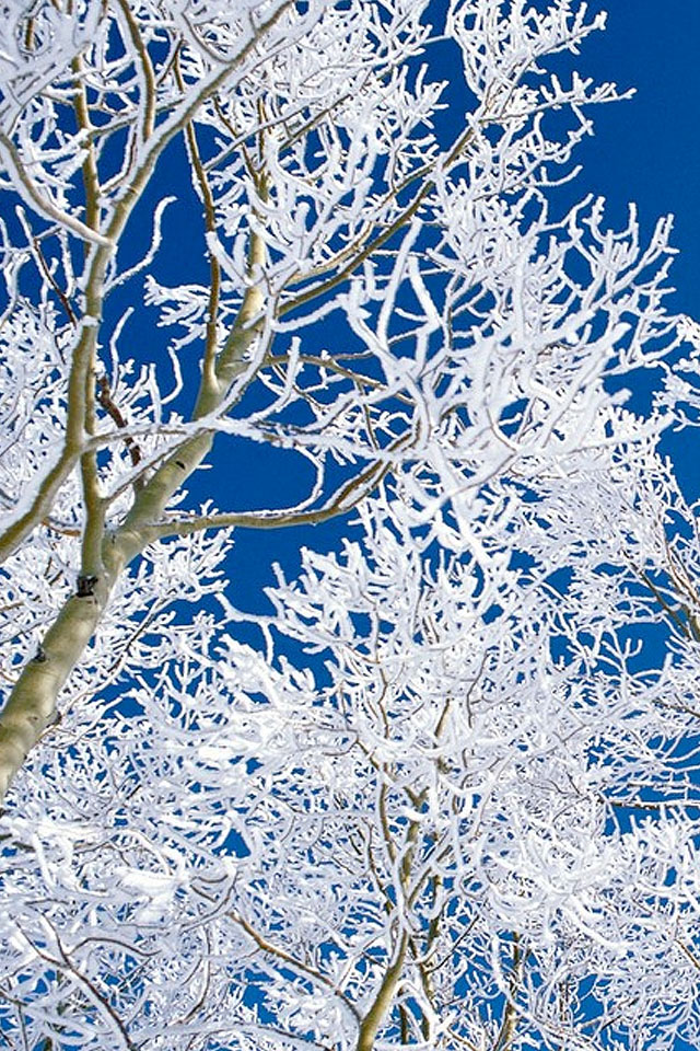 Snowed Branches Wallpaper