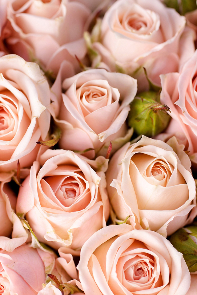 Pink Roses Wallpaper