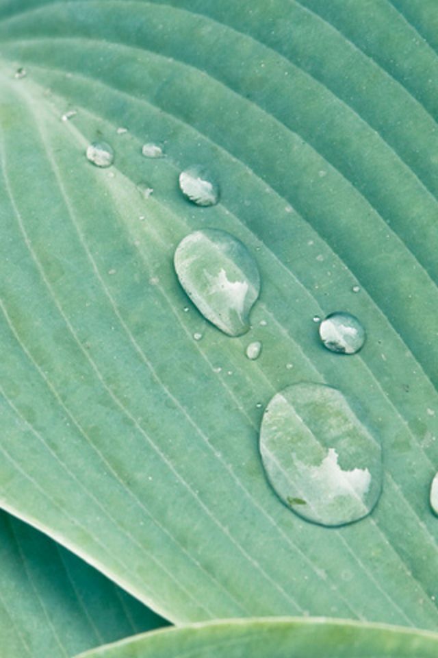 Leaf Water Wallpaper