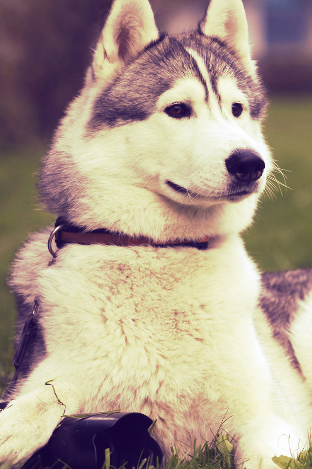 Husky Wallpaper