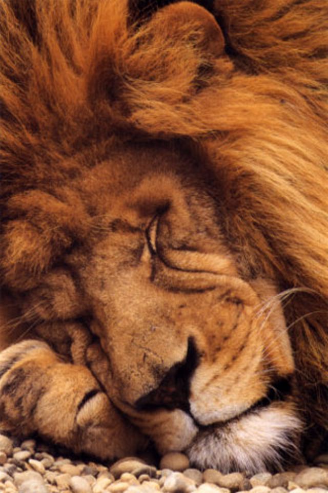 Sleeping Lion Wallpaper