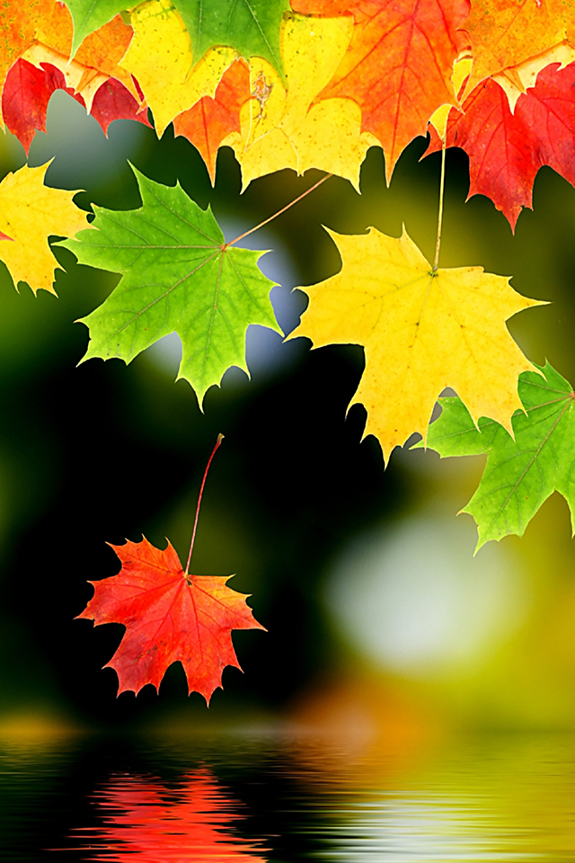 Autumn Leaf Wallpaper