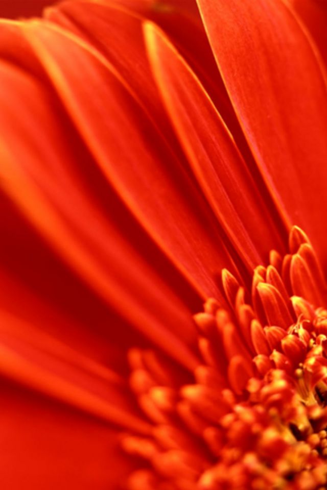 Red Sunflower iPhone Wallpaper HD