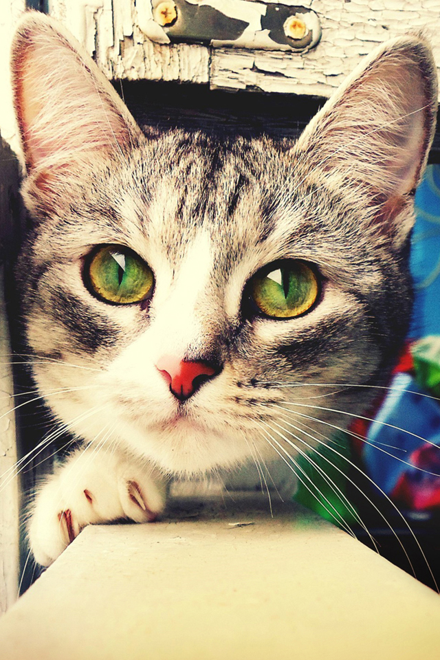 Cat Green Eyes Wallpaper