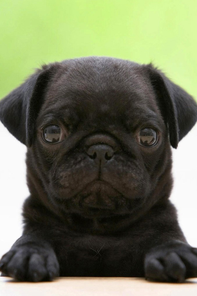 Black Pug Wallpaper