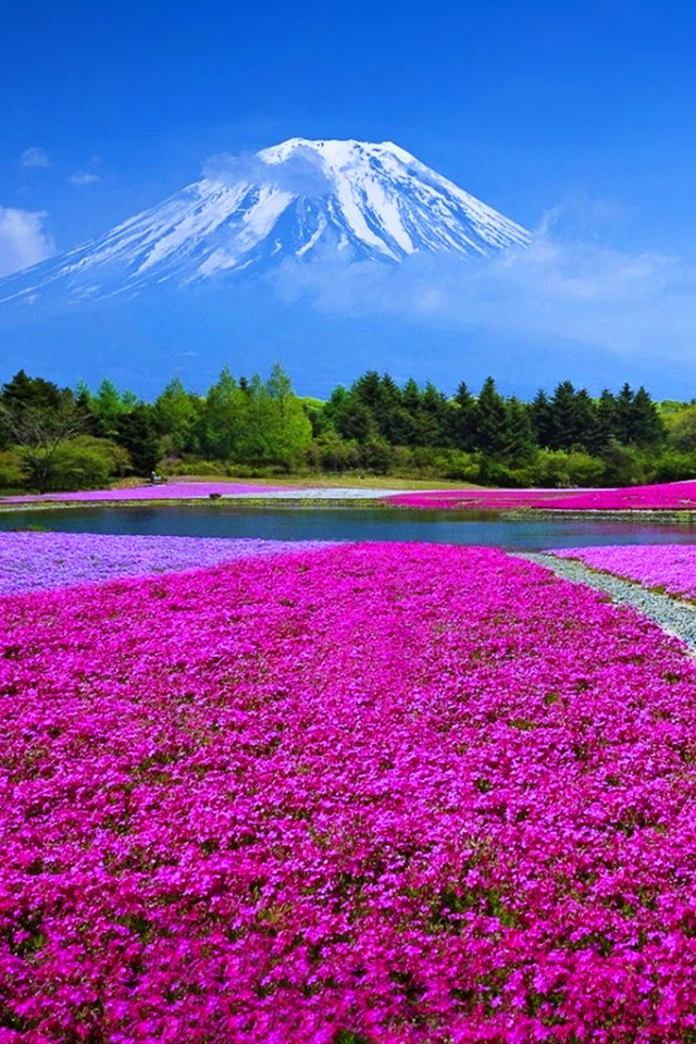 Mountain Flowers Wallpaper