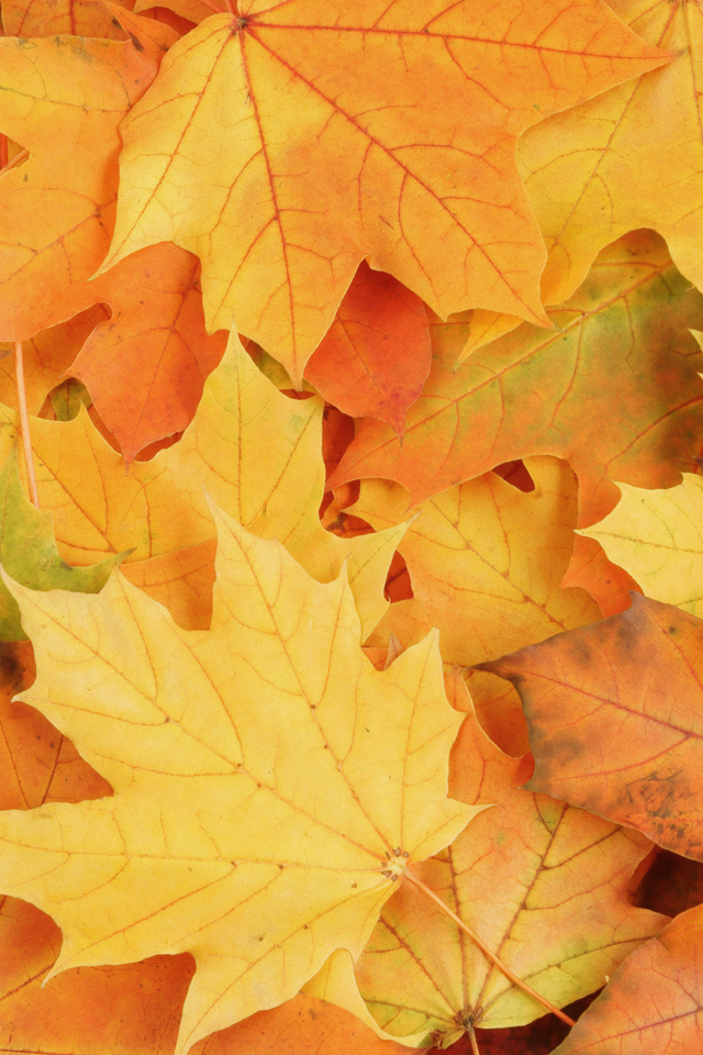 Autumn Leaves Wallpaper